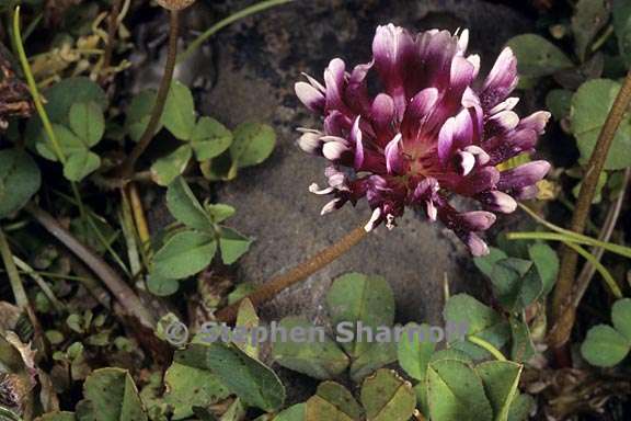 trifolium variegatum var major 2 graphic